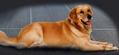 Hund auf Gitterrost - für Pfoten verletzungsfrei