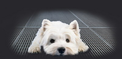 kleiner Hund auf Gitterrost - für Pfoten verletzungsfrei